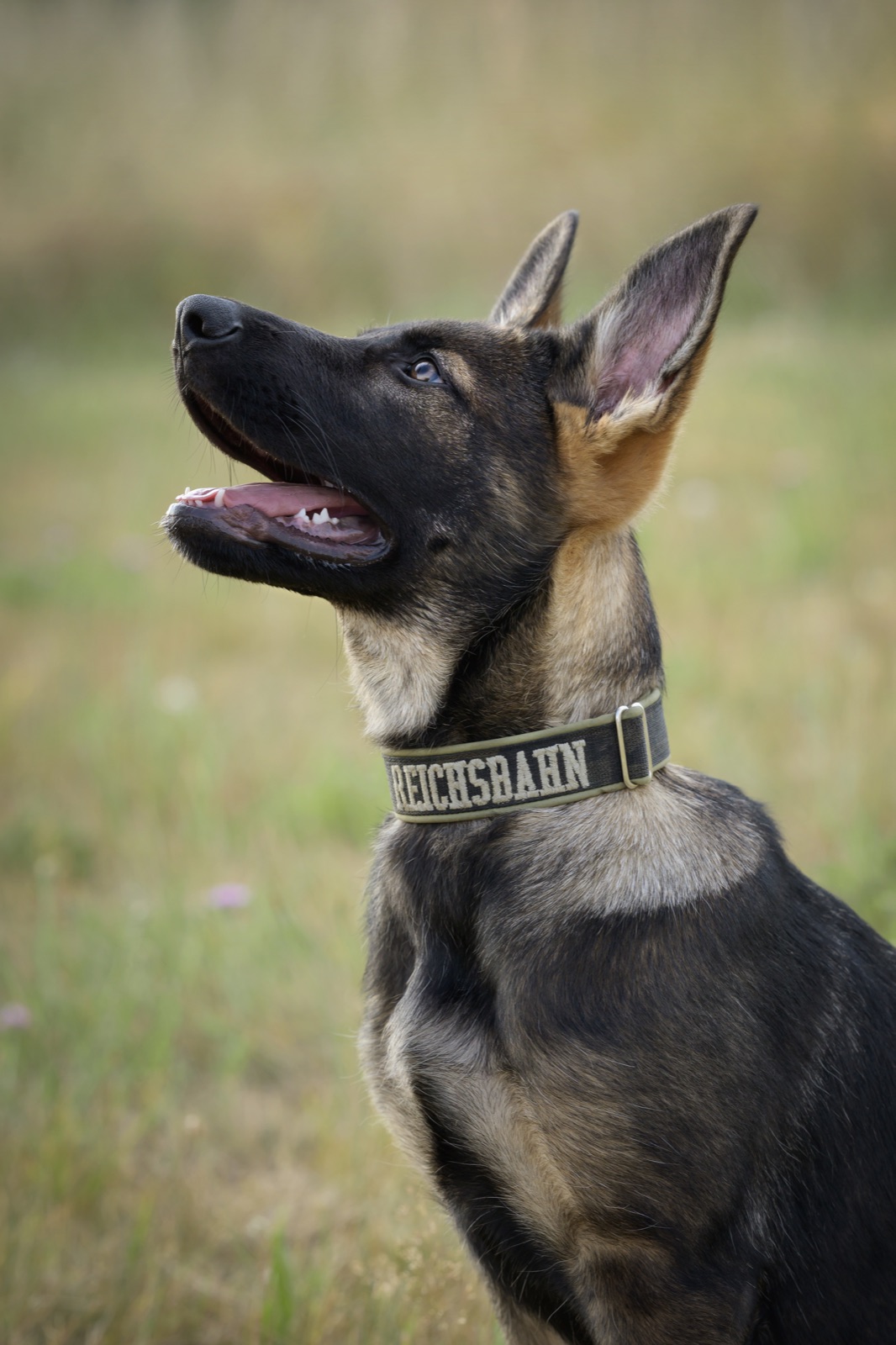 Schäferhund-Welpe von Brigitte Blum